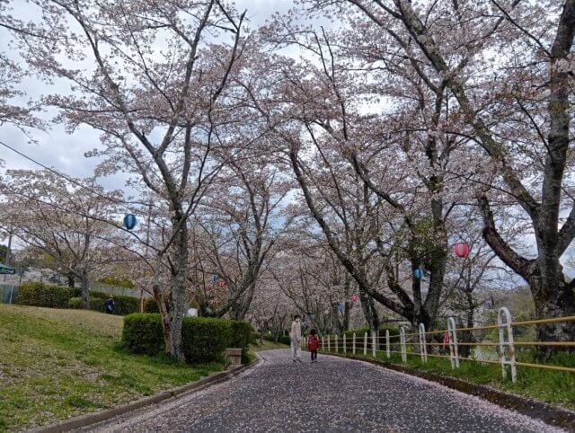 豊田市桜まつりが開催されました!! | 豊田市平戸橋いこいの広場
